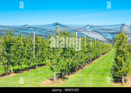 Larga scala meleto situato nel Blue Mountain regione di Ontario in Canada. Foto Stock