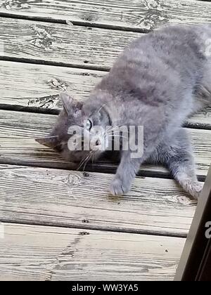 Guscio di tartaruga cat sul ponte Foto Stock