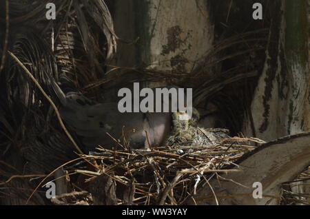 Bird curando e alimentazione di uccelli baby. Foto Stock