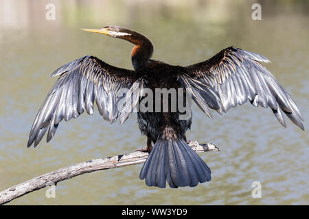 Australian Darter ali di essiccazione Foto Stock