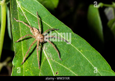 Bella una brown wolf spider seduta sulla foglia nella foresta naturale in Borneo Foto Stock