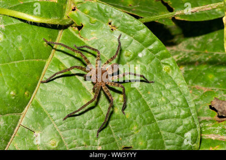 Bella una brown wolf spider seduta sulla foglia nella foresta naturale in Borneo Foto Stock