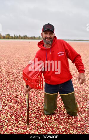 Agricoltore in giacca pioggia con rastrello per la raccolta di mirtilli rossi galleggianti sulla superficie della palude allagata, in azienda al di fuori del Wisconsin Rapids, Wisconsin, STATI UNITI D'AMERICA Foto Stock