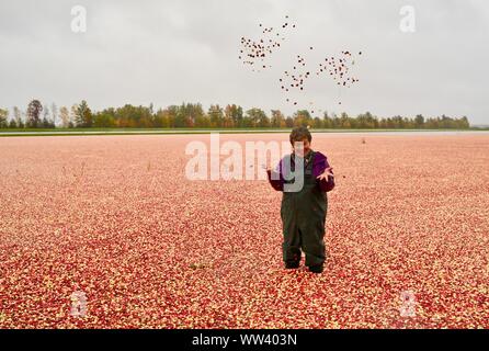 Ridendo donna in waders tossing mirtilli rossi in aria circondata da milioni di mirtilli rossi galleggianti sulla superficie, Wisconsin Rapids, Wisconsin, STATI UNITI D'AMERICA Foto Stock