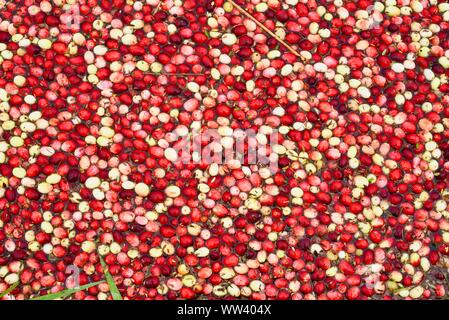 In un invaso marsh bog con milioni di mirtilli rossi galleggianti sulla superficie ed essendo raccolti in azienda al di fuori del Wisconsin Rapids, Wisconsin, STATI UNITI D'AMERICA Foto Stock