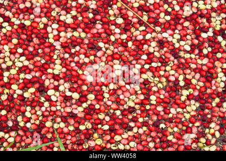 In un invaso marsh bog con milioni di mirtilli rossi galleggianti sulla superficie ed essendo raccolti in azienda al di fuori del Wisconsin Rapids, Wisconsin, STATI UNITI D'AMERICA Foto Stock