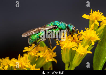 Un cucù Wasp (Hedychrum sp.) foraggi su fiori di oro. Foto Stock