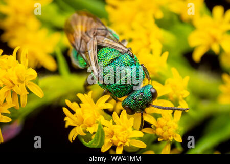 Un cucù Wasp (Hedychrum sp.) foraggi su fiori di oro. Foto Stock