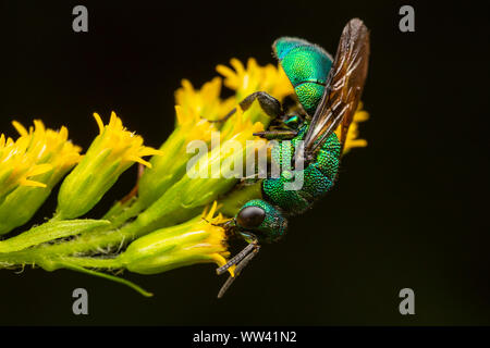 Un cucù Wasp (Hedychrum sp.) foraggi su fiori di oro. Foto Stock