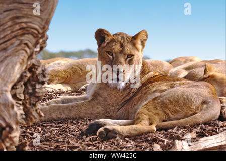 Una femmina di lion sdraiato sul suo lato destro guardando sopra la sua spalla verso la telecamera. Dietro sono visibili un numero di Lions del sonno. Foto Stock