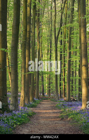 Bella bluebells crescere e coprire il suolo della foresta nella foresta di Hallerbos per un paio di settimane in primavera. Belgio le attrazione turistica. Viola Foto Stock