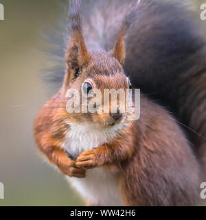 Red scoiattolo (Sciurus vulgaris) close up ritratto di mangiare animali dado en profilo Foto Stock
