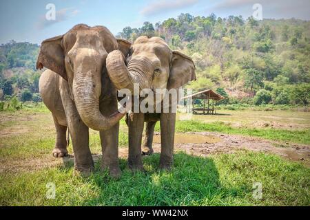 Affettuoso comportamento animale come due femmina adulta elefanti asiatici in contatto tra di loro con le loro linee e facce. Zone rurali nel nord della Thailandia. Foto Stock