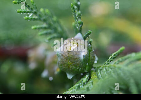 Macro astratto di goccioline di acqua su un leyland cipresso cono latino leylandii cupressus in primavera in Italia Foto Stock