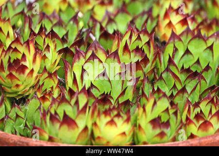 Casa porri o houseleeks in una pentola il latino sempervivum calcareum una variante della Copernicia closeup in Italia chiamato anche vivere per sempre o di gallina e pulcini Foto Stock