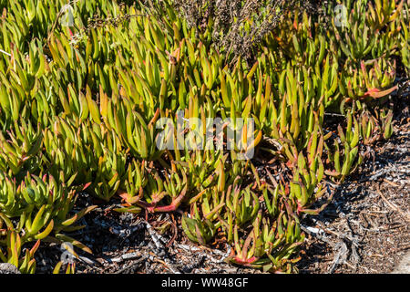 Pianta ghiacciata Hottentot Fig (Carpobrotus edulis) che cresce nel sud della California. Foto Stock