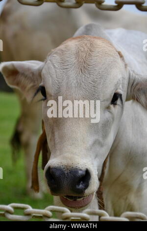 Una mucca è in piedi proprio di fronte al Tempio Hindu Sri Shakti, Selangor, Malaysia. In Hinduism, vacche sono considerati sacri. Foto Stock