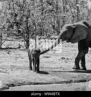 Gli elefanti africani in corrispondenza di un foro waterig nel sud della savana africana Foto Stock