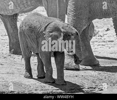 Elefante africano vitello in corrispondenza di un foro waterig nel sud della savana africana Foto Stock