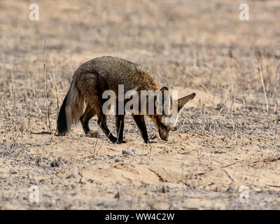 Un Bat-eared Fox rovistando nel sud della savana africana Foto Stock