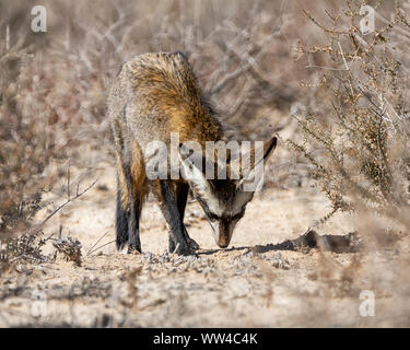 Un Bat-eared Fox rovistando nel sud della savana africana Foto Stock