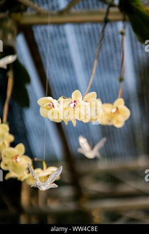 Fiori di orchidea e perline decorative a tendina per matrimoni Foto Stock