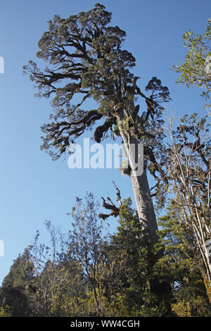 Dacrycarpus Kahikatea dacrydioides e antica palude foresta nave Creek Isola del Sud della Nuova Zelanda Foto Stock