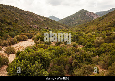 Oleandro Nerium oleander in Monte Arcosu riserva del WWF vicino a Capoterra Sardegna Italia Foto Stock