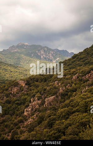 Oleandro Nerium oleander in Monte Arcosu riserva del WWF vicino a Capoterra Sardegna Italia Foto Stock