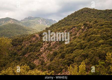 Oleandro Nerium oleander in Monte Arcosu riserva del WWF vicino a Capoterra Sardegna Italia Foto Stock