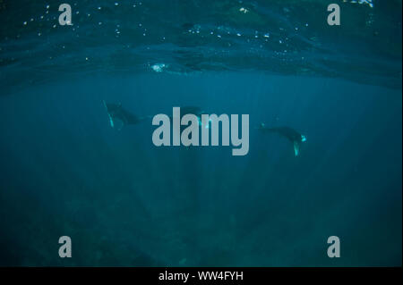 Manta Ray gigante oceanico, Manta birostris, trio con raggi solari, vicino Isola Padar, Parco Nazionale di Komodo, Isole minori della Sunda, Indonesia Foto Stock