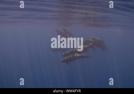 Cialda di balene di Melone, Peponocephala electra, preoccupazione minima, vicino all'isola di Ambon, Maluku, Indonesia Foto Stock