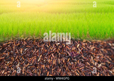 Riso Verde Agricoltura campo con il riso grezzo sotto il piano lo spazio per testo cibo sfondo pubblicità Foto Stock