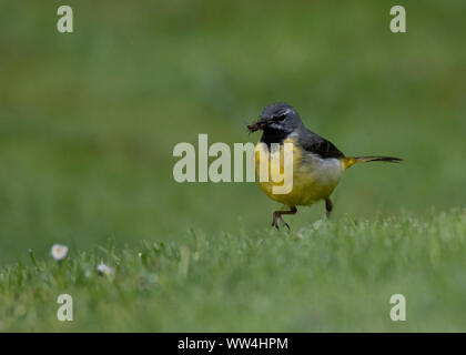 Wagtail grigio (Motacilla cinerea), la ricerca di insetti per prendere il nido, Dumfries Scozia SW Foto Stock