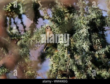 Goldcrest alimentando in lichen sul larice, Dumfries Scozia SW Foto Stock