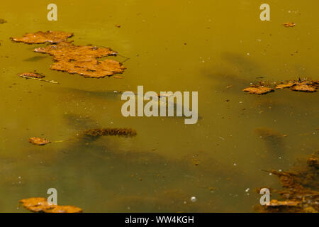 Carpe nell'acqua. Liether lime pit in Elmshorn, Schleswig-Holstein, Germania. Foto Stock