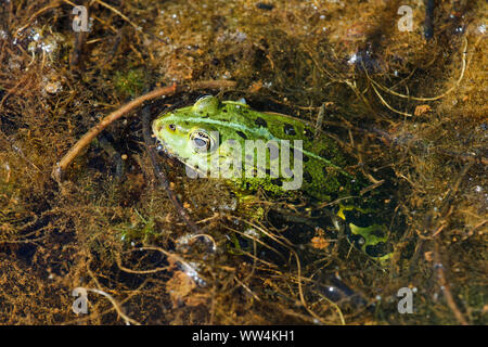 Rana verde. Liether lime pit in Elmshorn, Schleswig-Holstein, Germania. Foto Stock