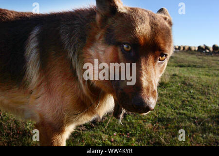 Allevamento di pecore e cane lupo Foto Stock