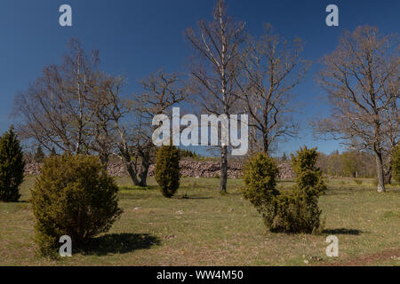 Un parco e prati, con querce e ginepro comune, intorno alle rovine di Ismantorp, un antico ringfort, Öland Island, Svezia. Foto Stock