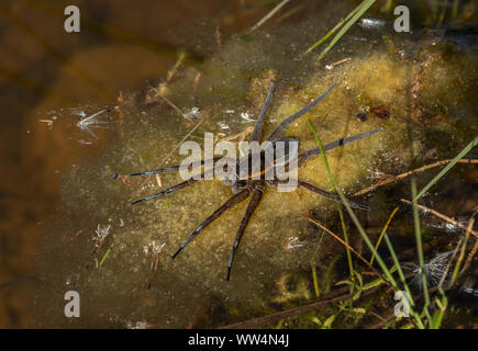 Grande zattera spider, fen zattera spider, Dolomedes plantarius, sul bordo dello stagno, Oland, Svezia. Foto Stock