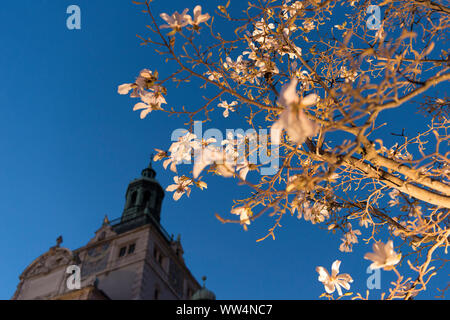 Le Magnolie a Monaco di Baviera Foto Stock