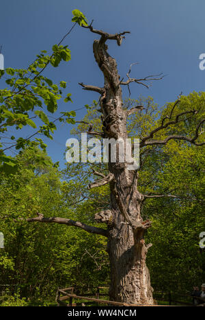 Antiche querce in Halltorps Häge bosco, Oland, Svezia. Foto Stock