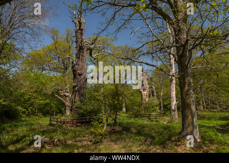 Antiche querce in Halltorps Häge bosco, Oland, Svezia. Foto Stock