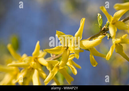 Coltivazione blossoms, ramoscello, close-up Foto Stock