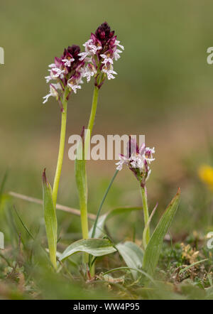 Bruciò orchid, Neotinea ustulata, in fiore nei prati calcarei Foto Stock