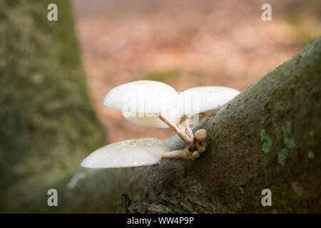 Fungo di porcellana (Oudemansiella mucida) sul tronco, DarÃŸer Wald, DarÃŸ, Fischland-Darß-Zingst, Western Pomerania Area Laguna National Park, Meclemburgo-Pomerania Occidentale, Germania Foto Stock