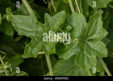 White bryony, Bryonia dioica, in fiore in primavera con viticci. Foto Stock