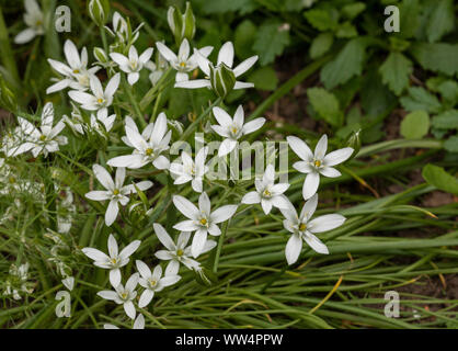 Comune di Stella di Betlemme, Ornithogalum umbellatum, in fiore in primavera nel giardino. Foto Stock