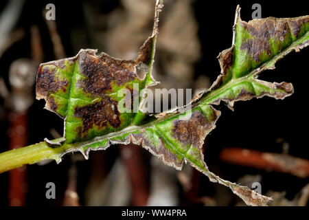 Danni alle foglie causato da Vaporer moth bruchi. Foto Stock