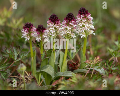 Bruciò orchid, Neotinea ustulata, in fiore nei prati calcarei Foto Stock